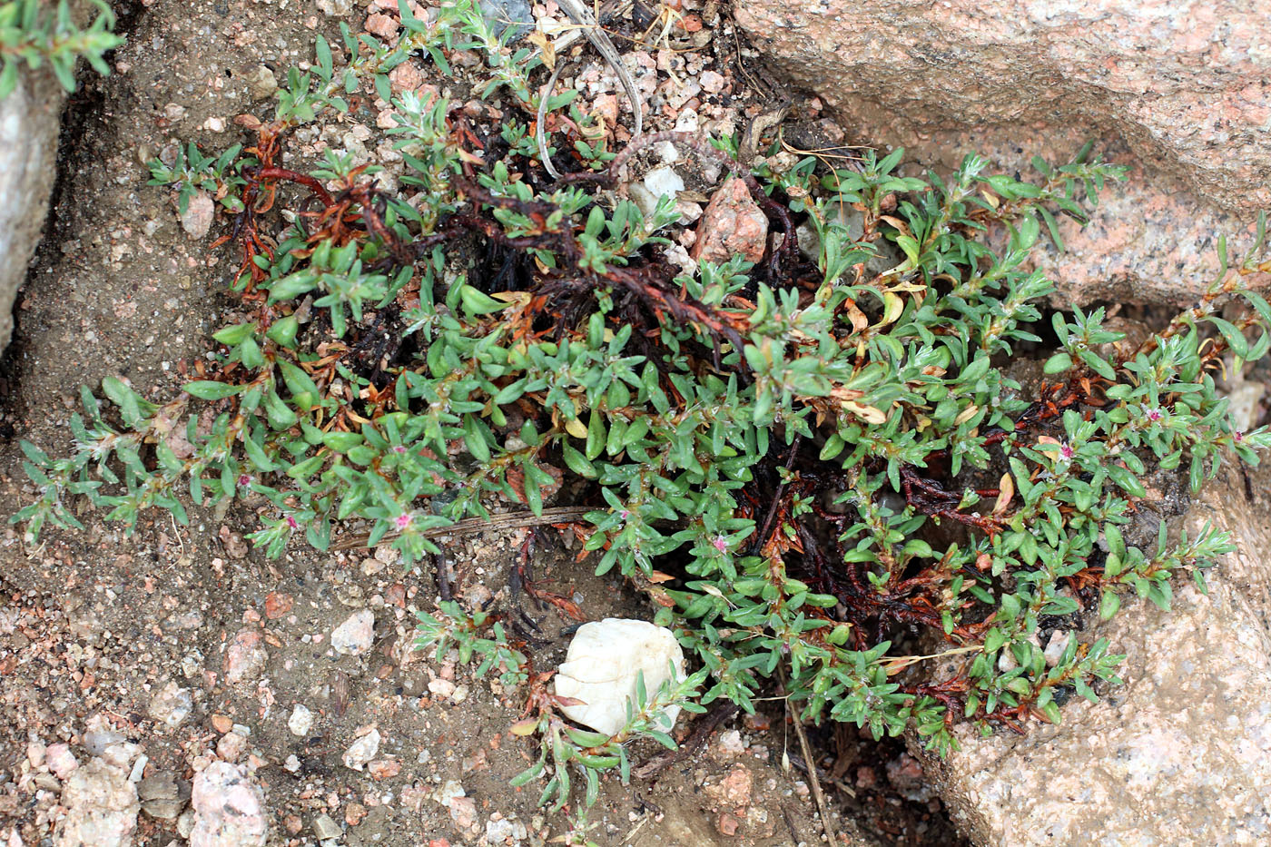 Изображение особи Polygonum biaristatum.