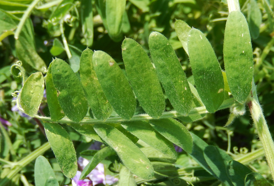 Изображение особи Vicia villosa.