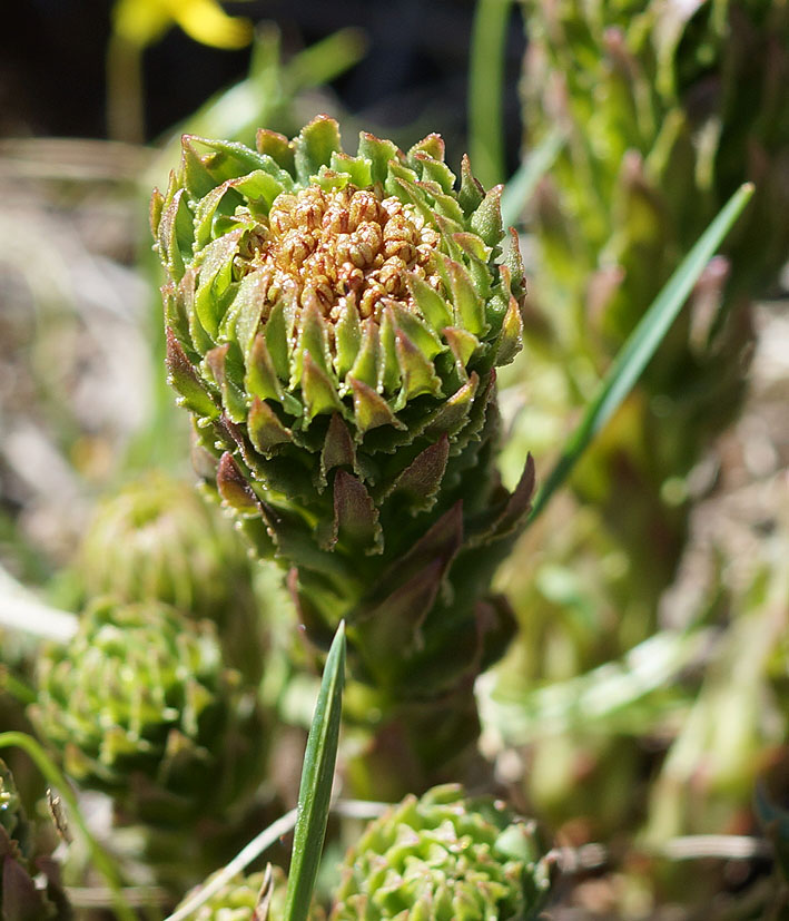 Image of Rhodiola linearifolia specimen.