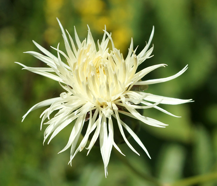 Image of Rhaponticoides ruthenica specimen.