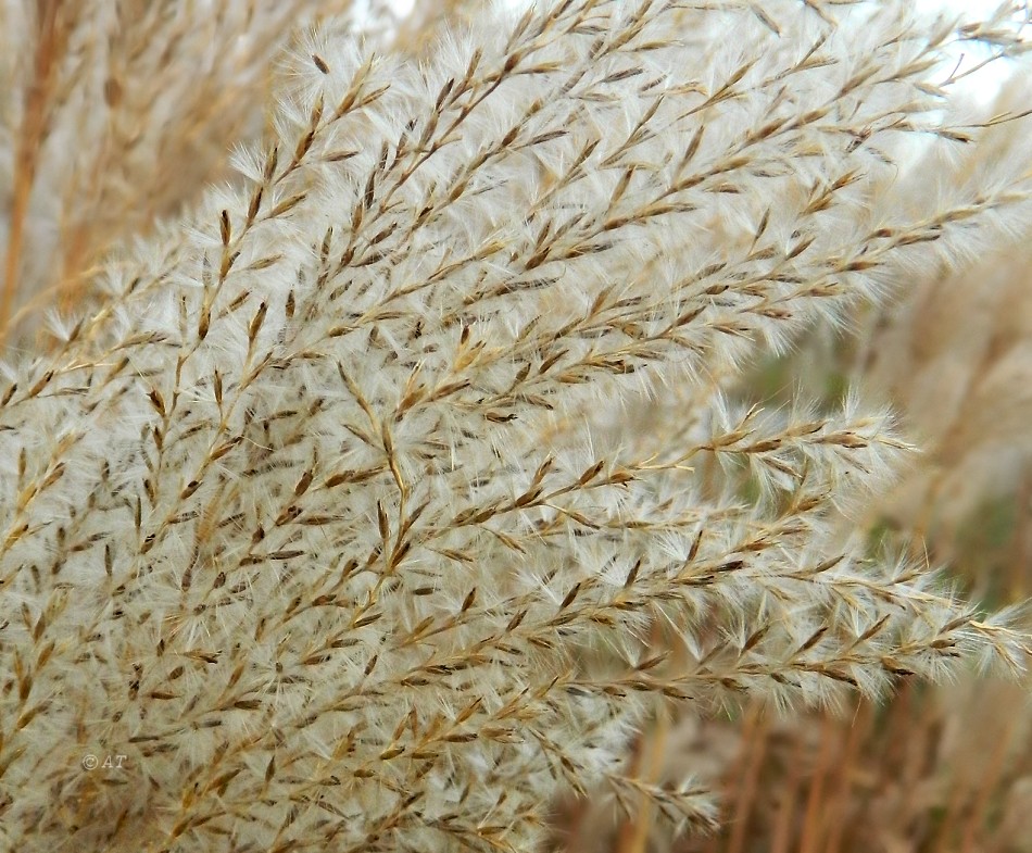 Image of Miscanthus purpurascens specimen.