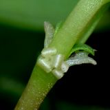 Theligonum cynocrambe