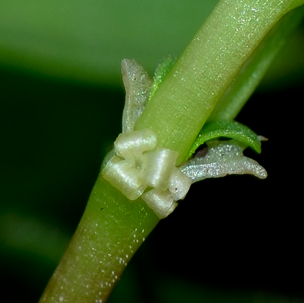 Изображение особи Theligonum cynocrambe.