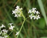 Galium pseudorivale