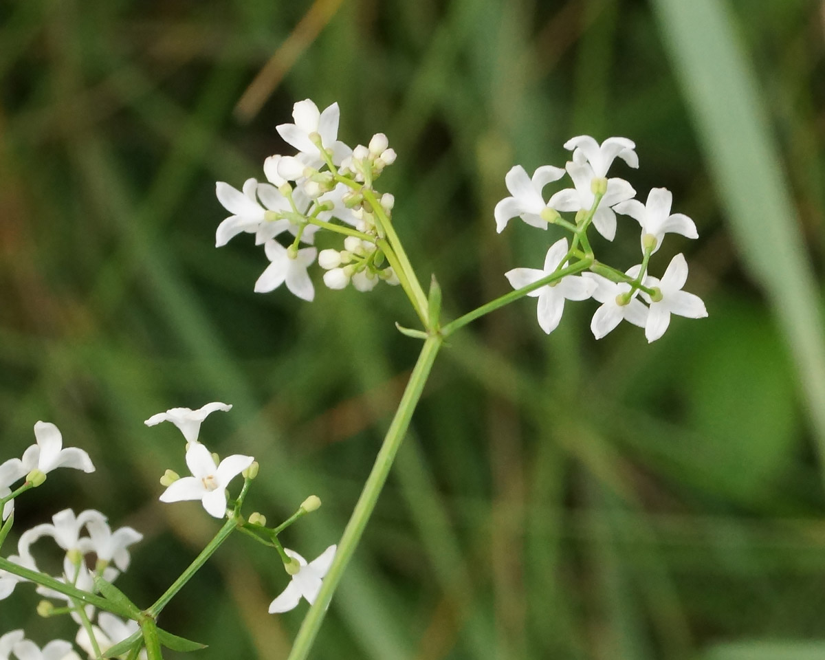 Image of Galium pseudorivale specimen.