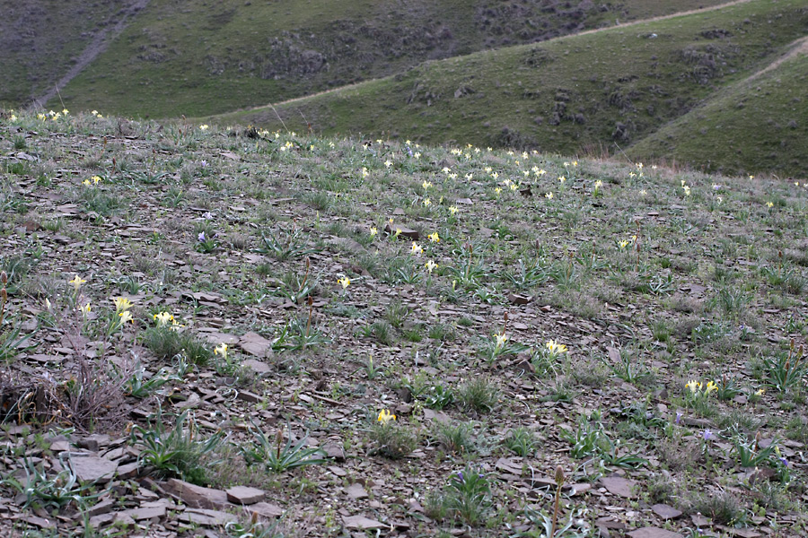 Image of Juno orchioides specimen.