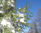 Juniperus foetidissima