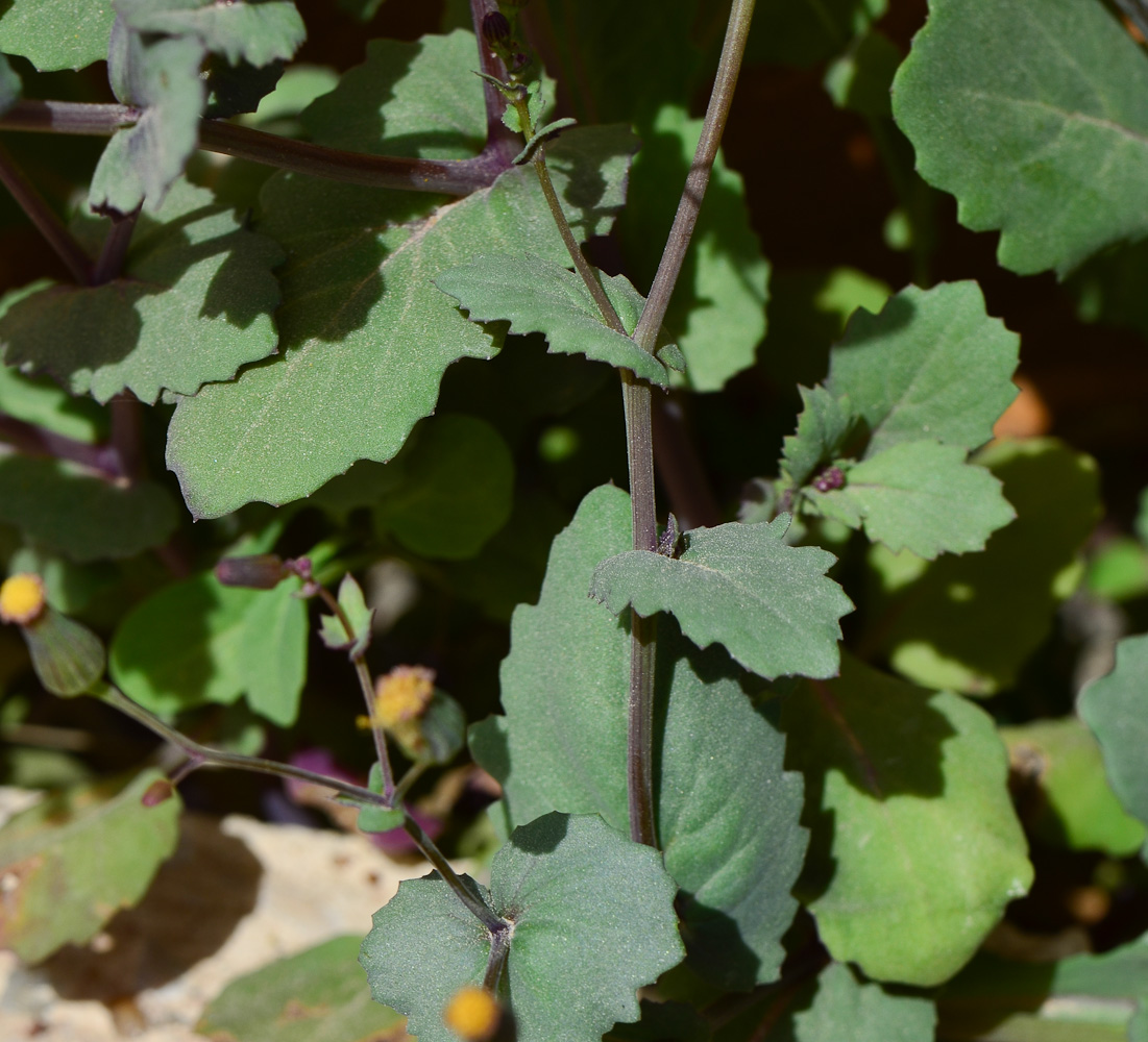 Image of Senecio flavus specimen.