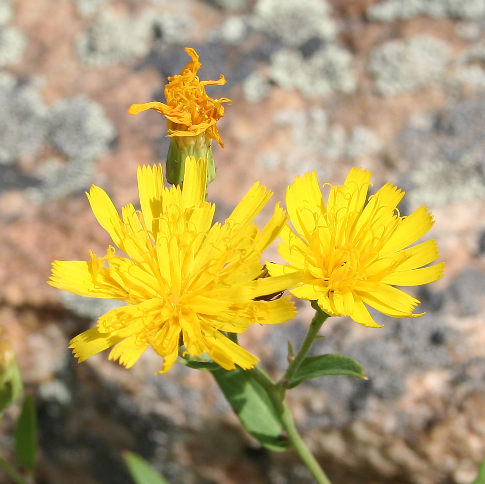 Изображение особи Hieracium virosum.