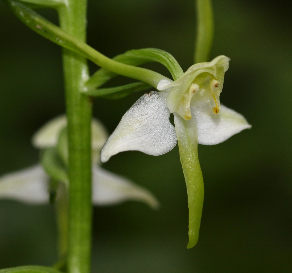 Изображение особи Platanthera densa.