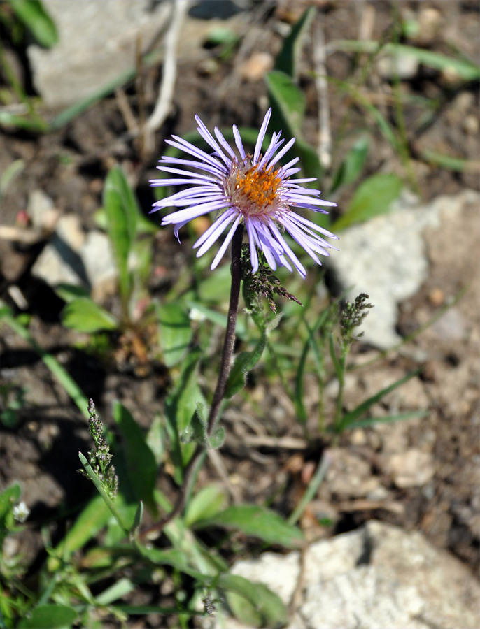 Image of Erigeron flaccidus specimen.