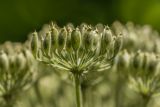 род Heracleum. Часть соплодия. Адыгея, Майкопский р-н, окр. пос. Никель. 18.07.2015.