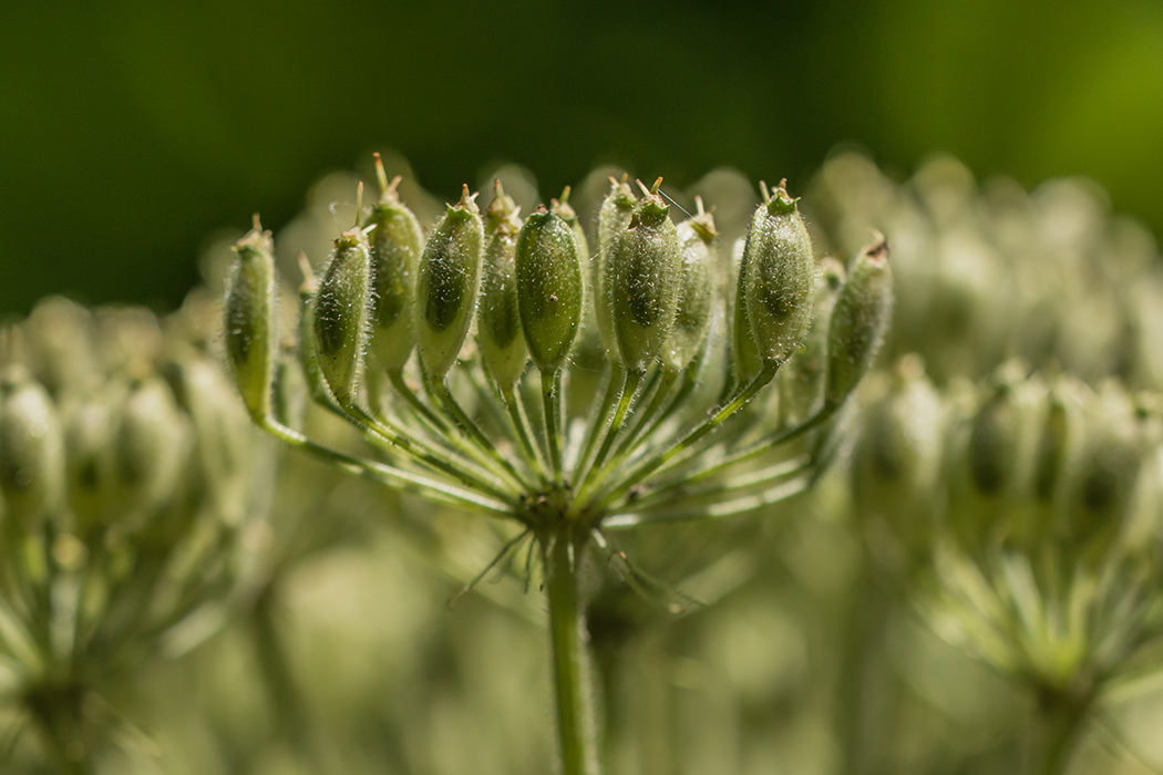 Изображение особи род Heracleum.