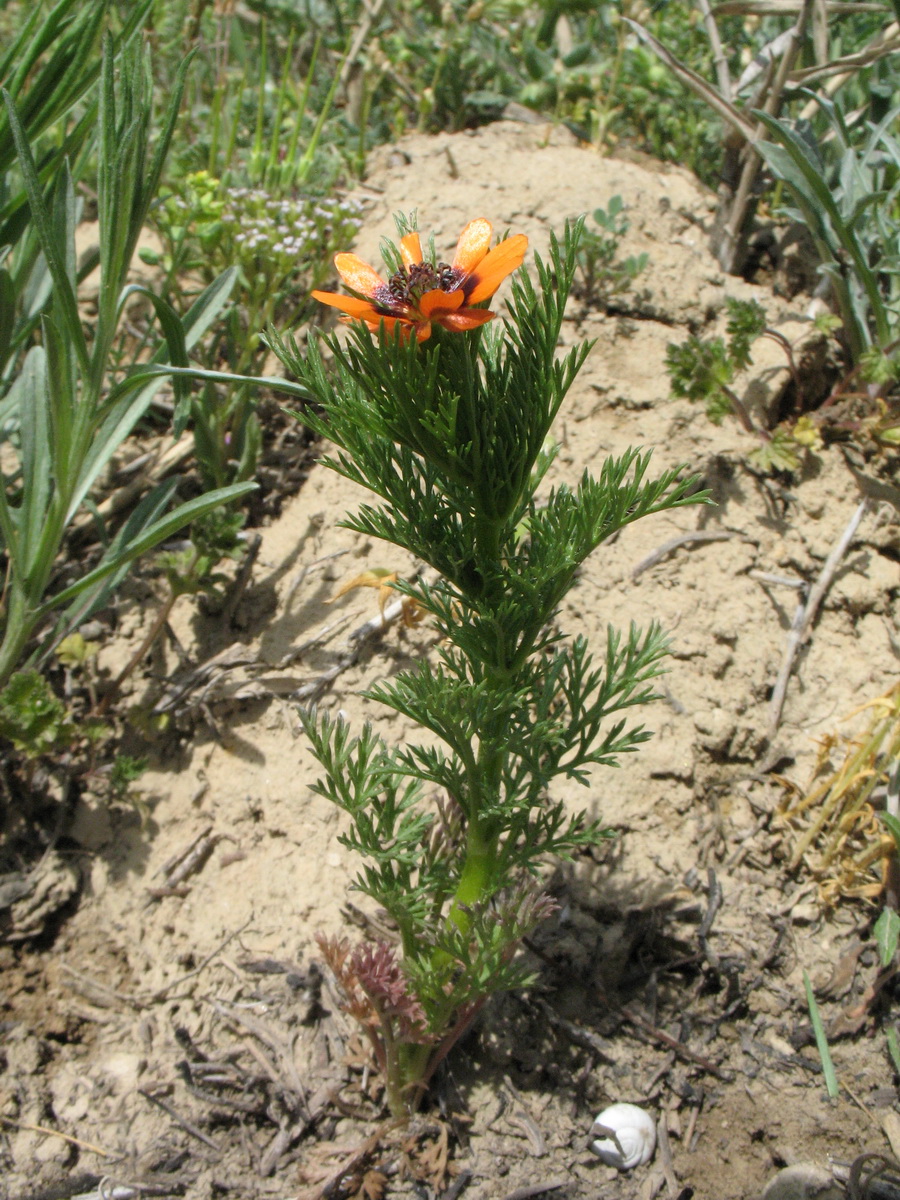 Image of Adonis parviflora specimen.