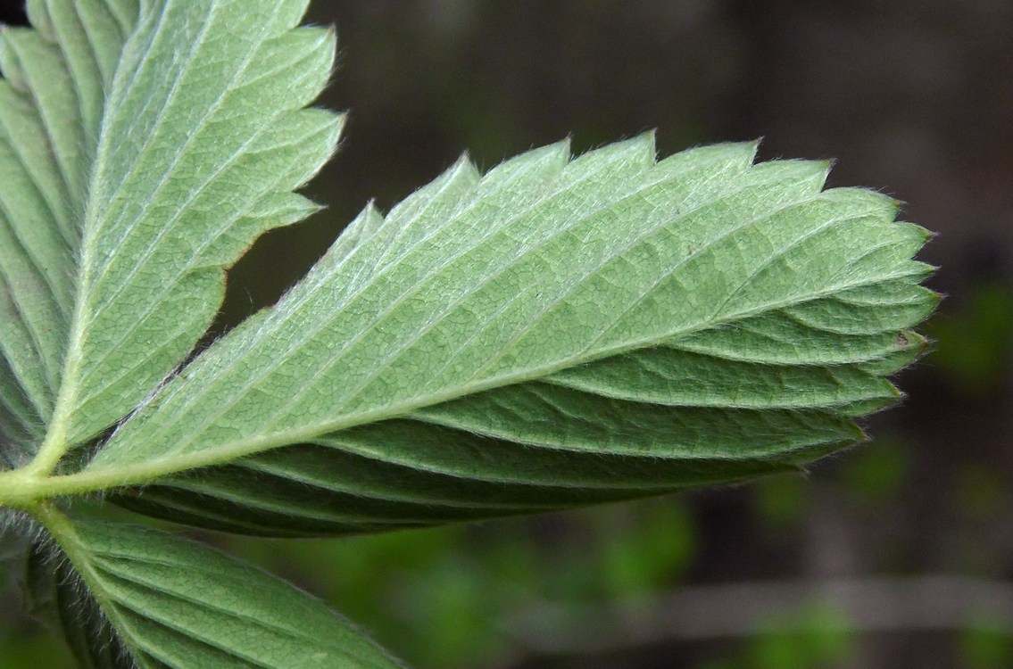 Image of Fragaria viridis specimen.