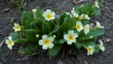 Primula vulgaris. Цветущее растение. Донецк, в культуре. 10.04.2016.