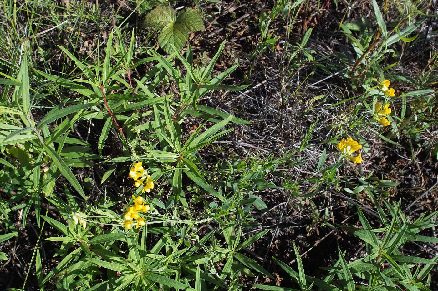 Изображение особи Lathyrus pratensis.