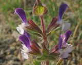 Salvia viridis. Часть соцветия. Крым, окр. Балаклавы, открытый участок в высокоможжевеловом редколесье. 30 апреля 2016 г.