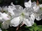 genus Rhododendron. Цветок. Беларусь, г. Минск, Ботанический сад, в культуре. 09.05.2016.