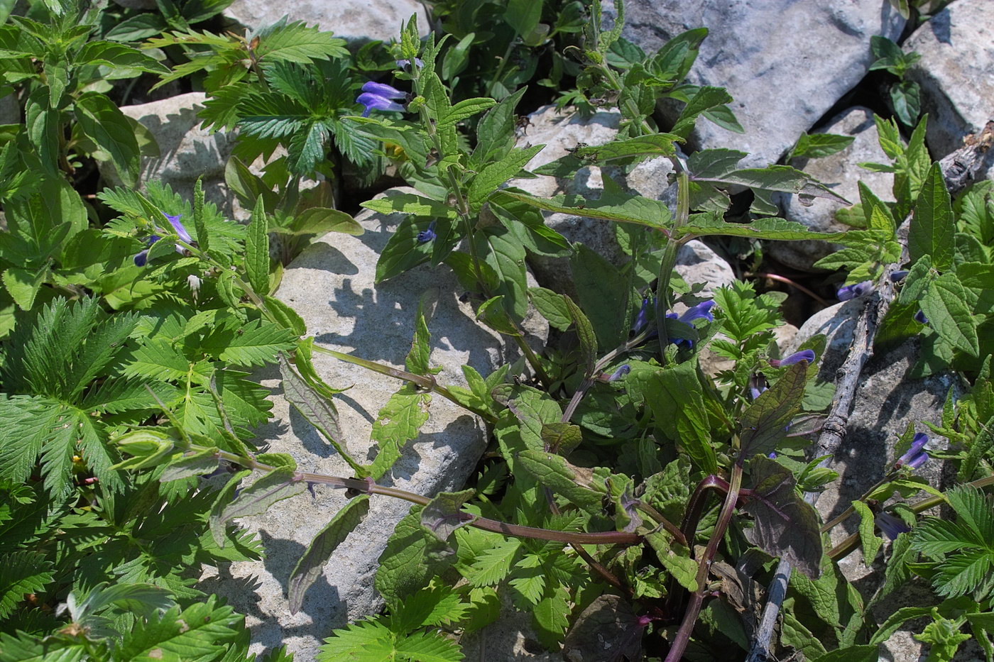 Image of Scutellaria galericulata specimen.