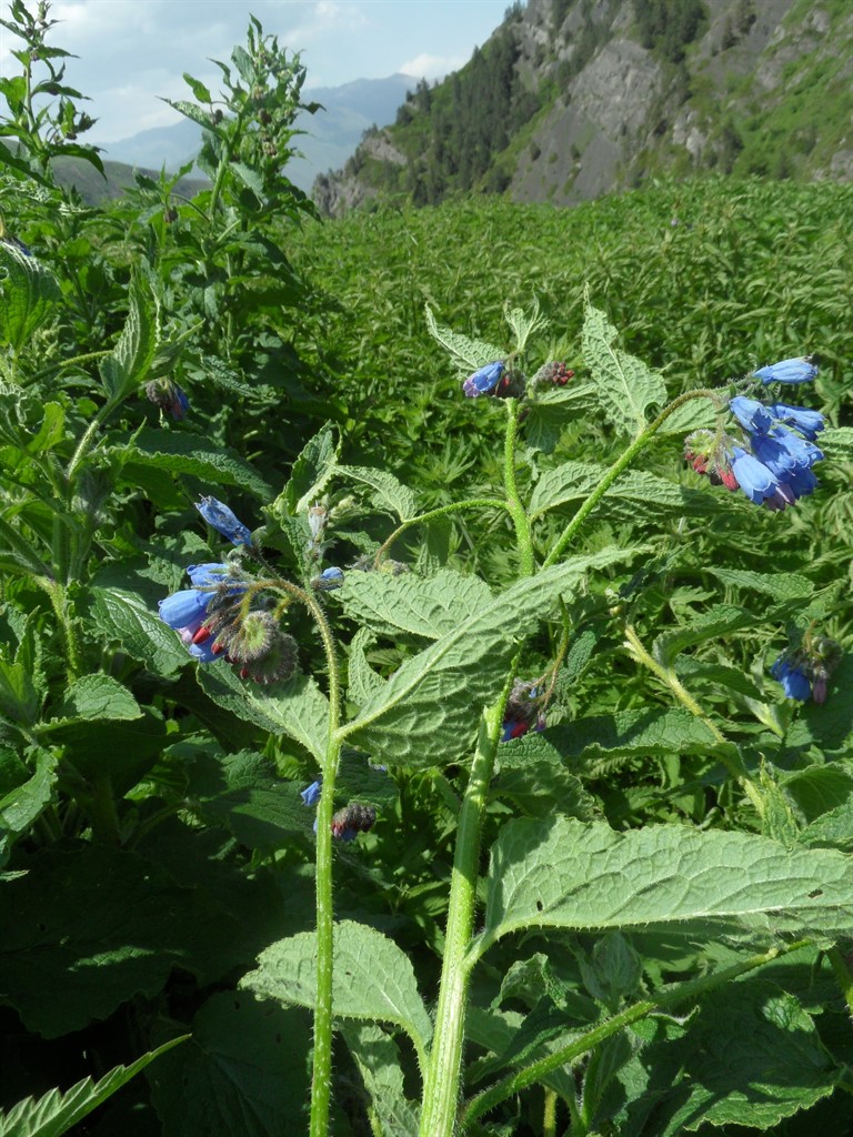 Изображение особи Symphytum asperum.