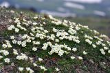 Diapensia obovata. Цветущие растения. Камчатский край, Ключевская группа вулканов, окр. перевала Толбачинский, горная тундра. 21.07.2013.
