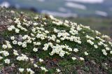 Diapensia obovata