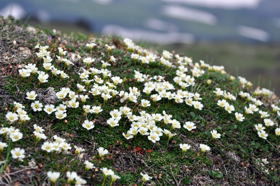 Image of Diapensia obovata specimen.