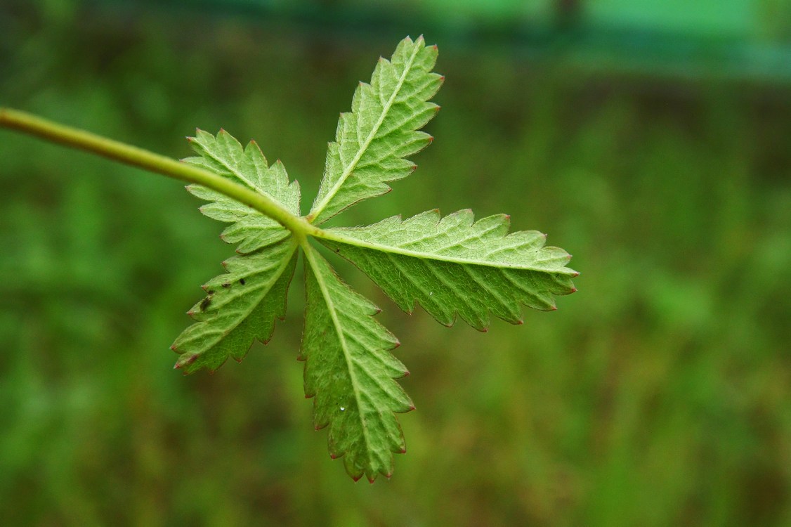 Изображение особи Potentilla reptans.
