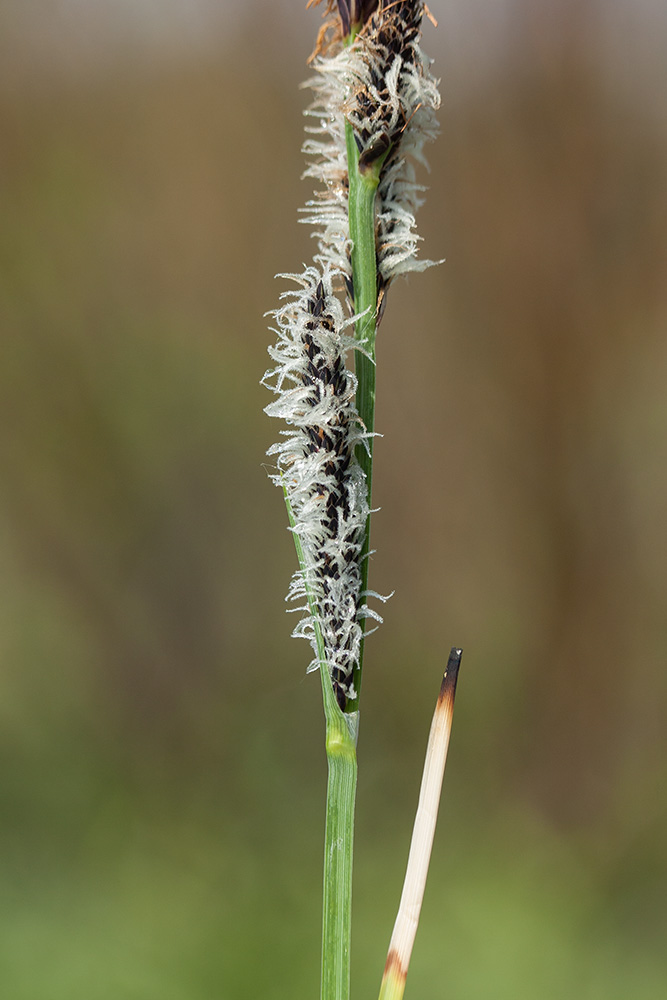 Image of Carex elata specimen.