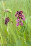 Lathyrus pisiformis. Верхушка растения с соцветиями. Ленинградская обл., Волосовский р-н, ок. 500 м к сев. от дер. Горки 1-е, луг (по залежи?). 18.06.2016.