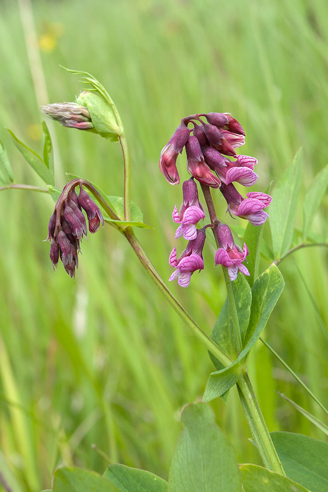 Изображение особи Lathyrus pisiformis.