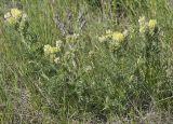 Oxytropis pilosa