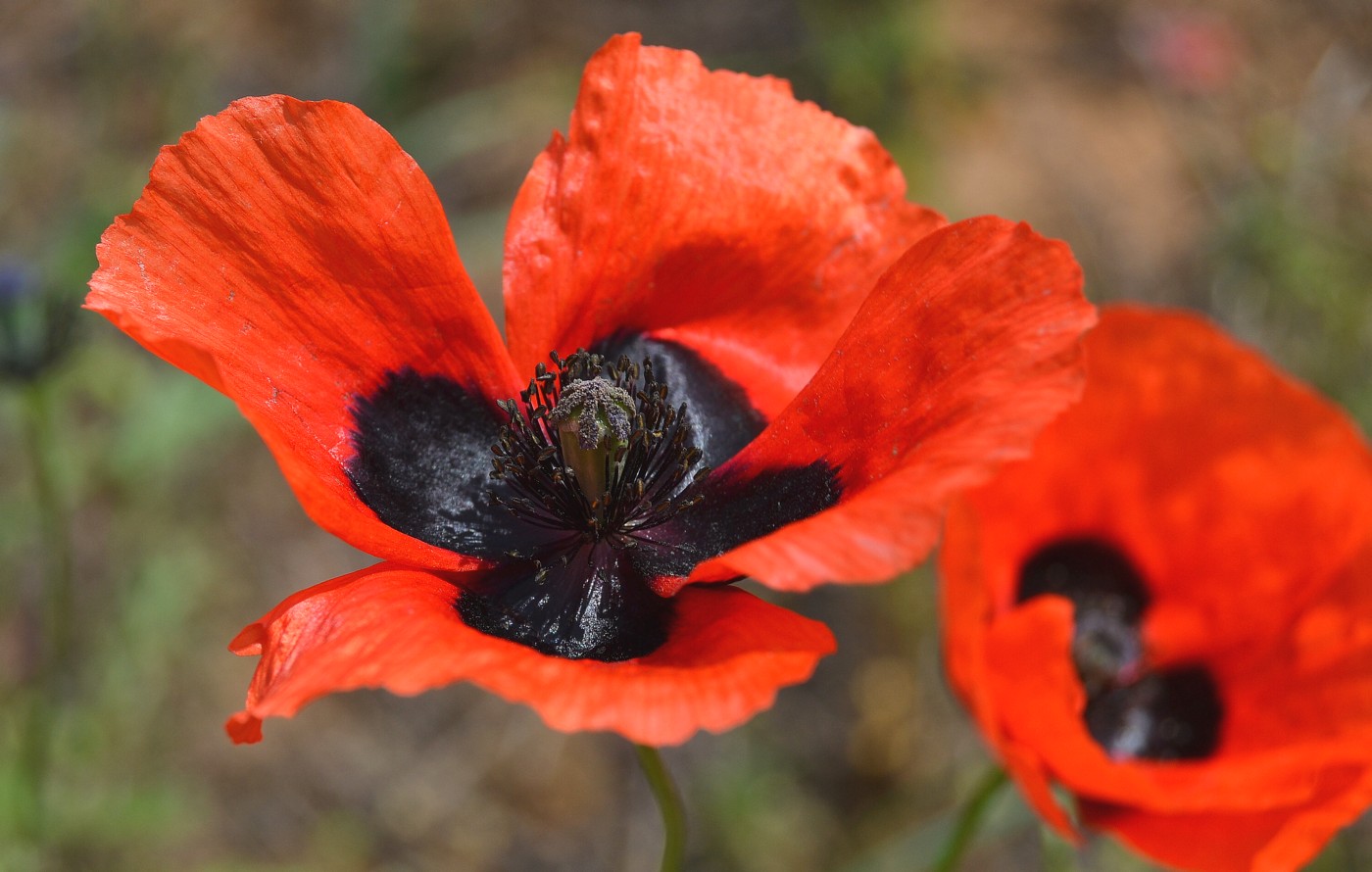 Изображение особи Papaver arenarium.