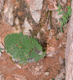 Saxifraga alberti