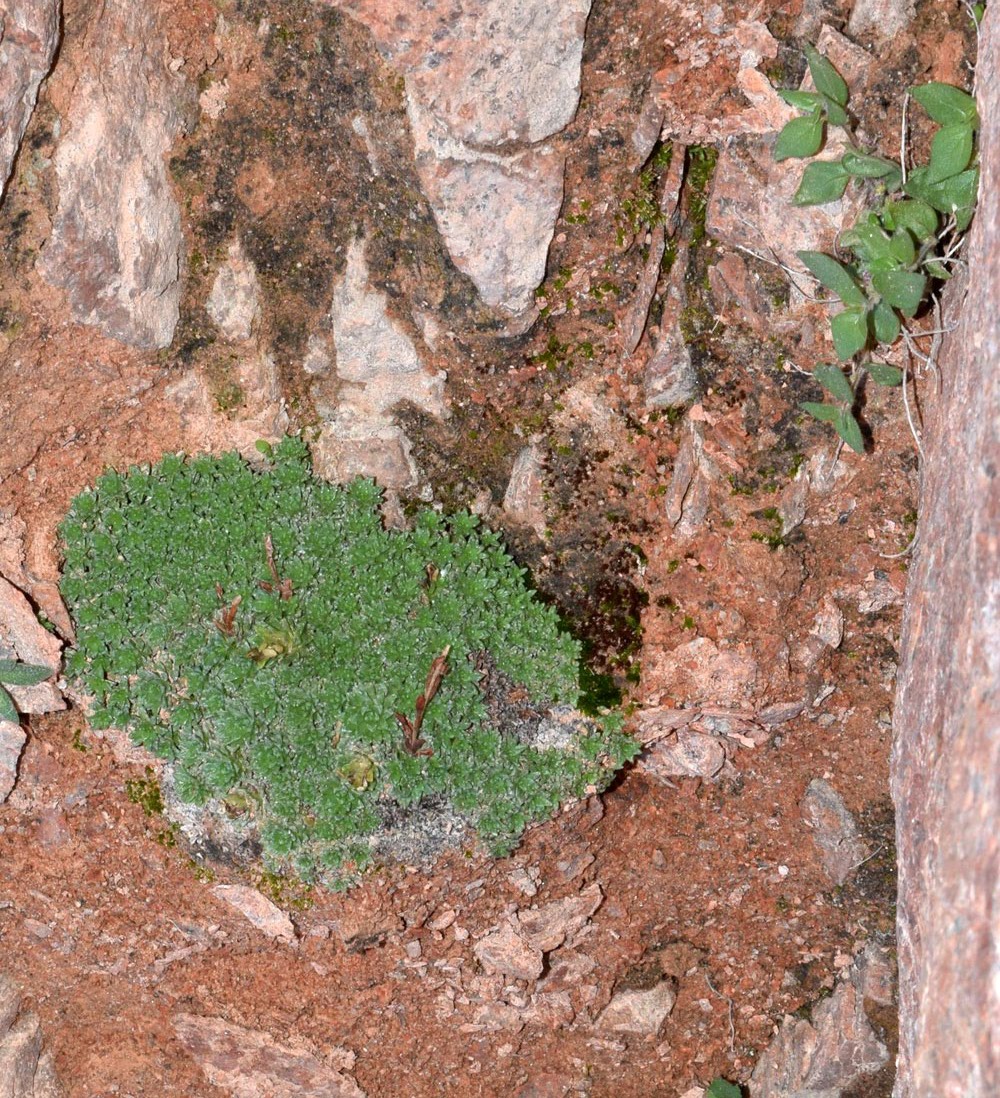 Изображение особи Saxifraga alberti.