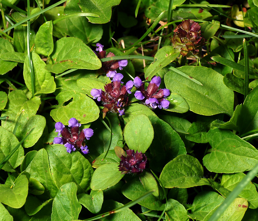 Image of Prunella vulgaris specimen.