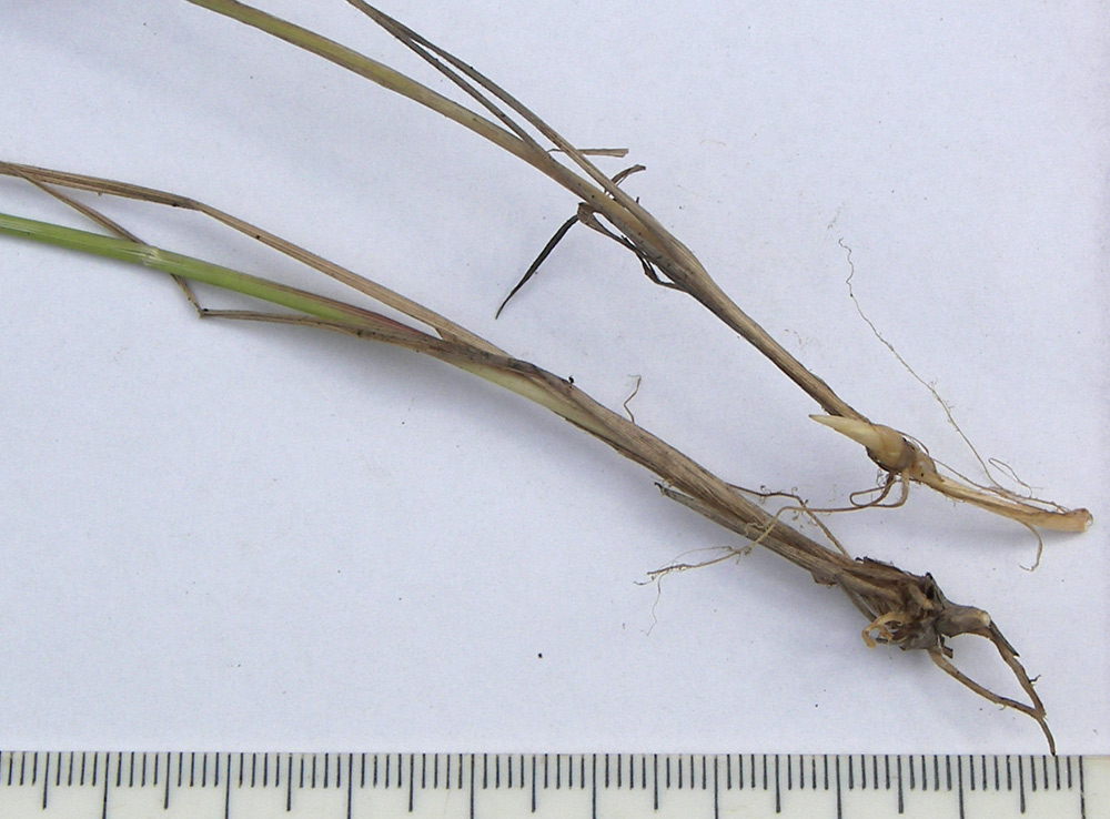Image of Calamagrostis arundinacea specimen.