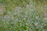 Nepeta parviflora