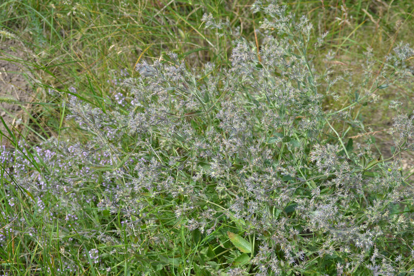 Изображение особи Nepeta parviflora.