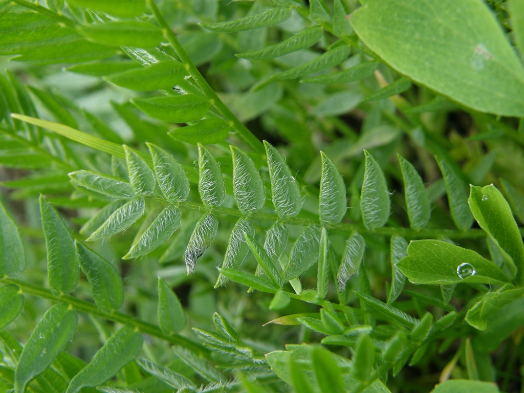 Image of Oxytropis kusnetzovii specimen.