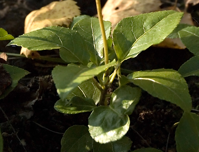 Изображение особи Orthilia secunda.