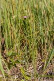 Dianthus versicolor. Цветущее растение. Татарстан, Новошешминский р-н, остепненный луг на увале в окр. села Татарское Утяшкино. 4 июля 2016 г.