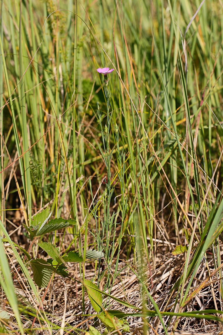 Изображение особи Dianthus versicolor.