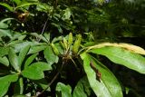 Rhododendron luteum