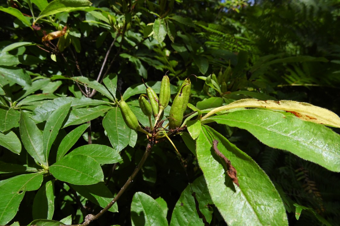 Изображение особи Rhododendron luteum.