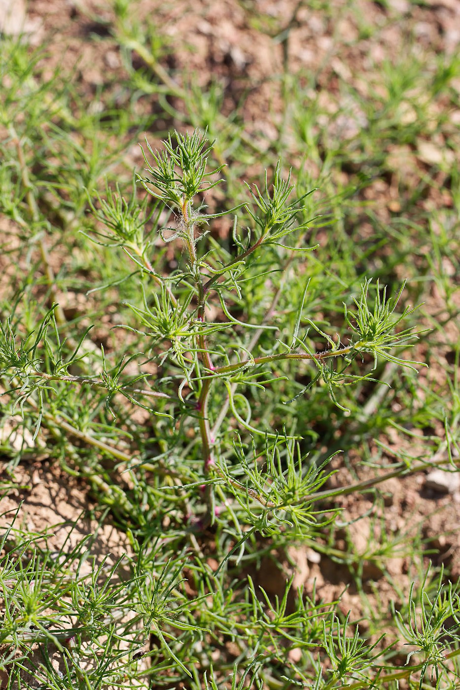 Изображение особи Salsola collina.