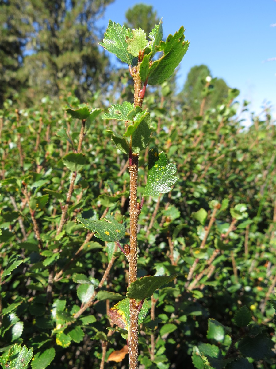 Image of Betula rotundifolia specimen.