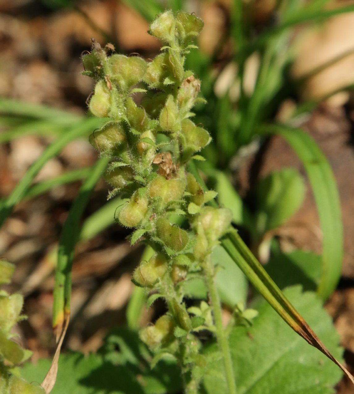Изображение особи Veronica officinalis.