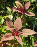 Amaranthus hypochondriacus